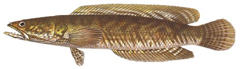 Public domain image of a snakehead fish.
