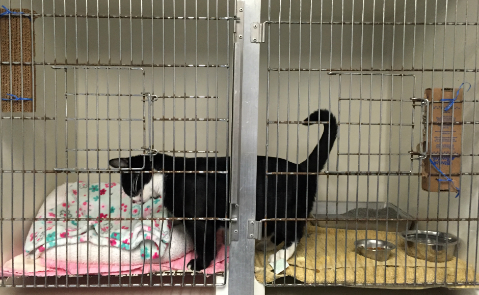 Take Two For Almost Home Animal Shelter In Pennsauken