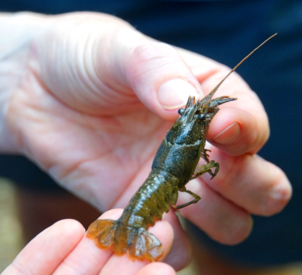 Coho, lamprey, sculpin, crayfish: tiny homegoings on Bush Creek -  Waterkeeper
